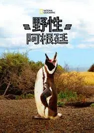 探索阿根廷的狂野自然：国家地理镜头下的动物传奇与壮丽景观